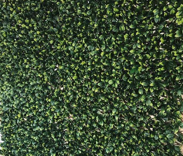 Greenery Wall Adelaide Party Hire